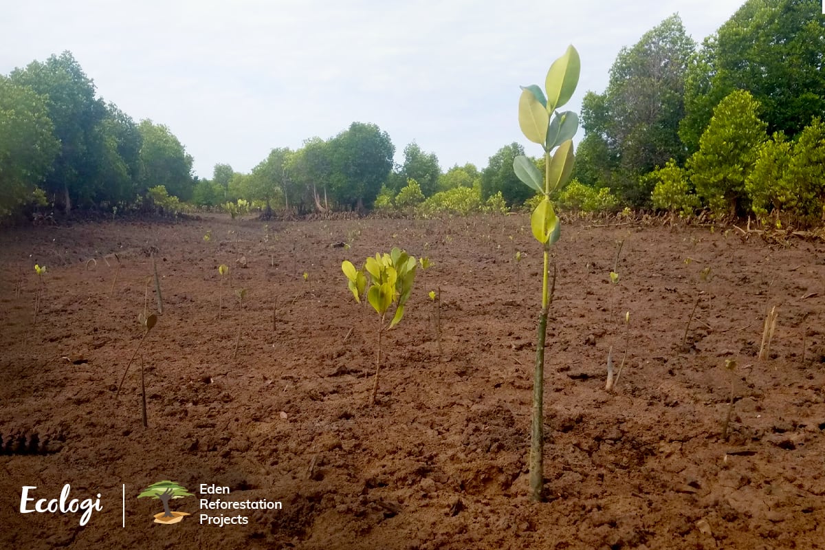 Planting trees with Ecologi thumbnail image